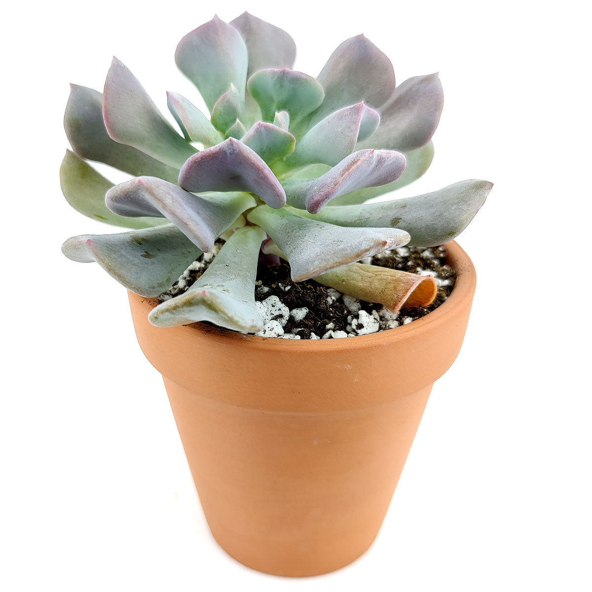 Echeveria Cubic Frost