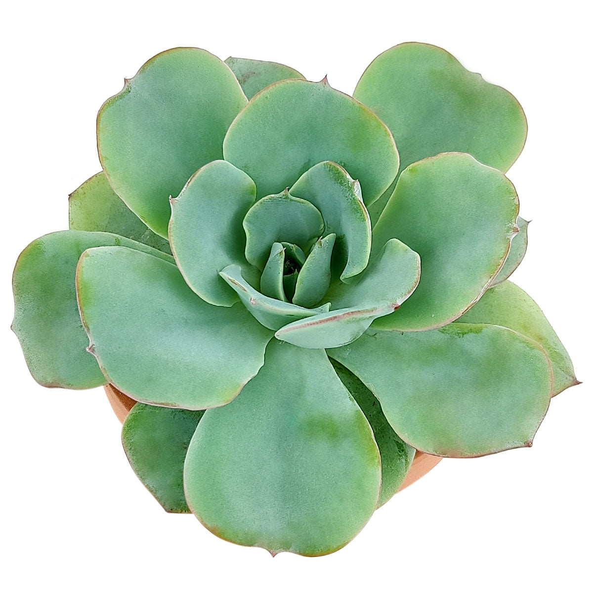 Echeveria Atlantis Succulent