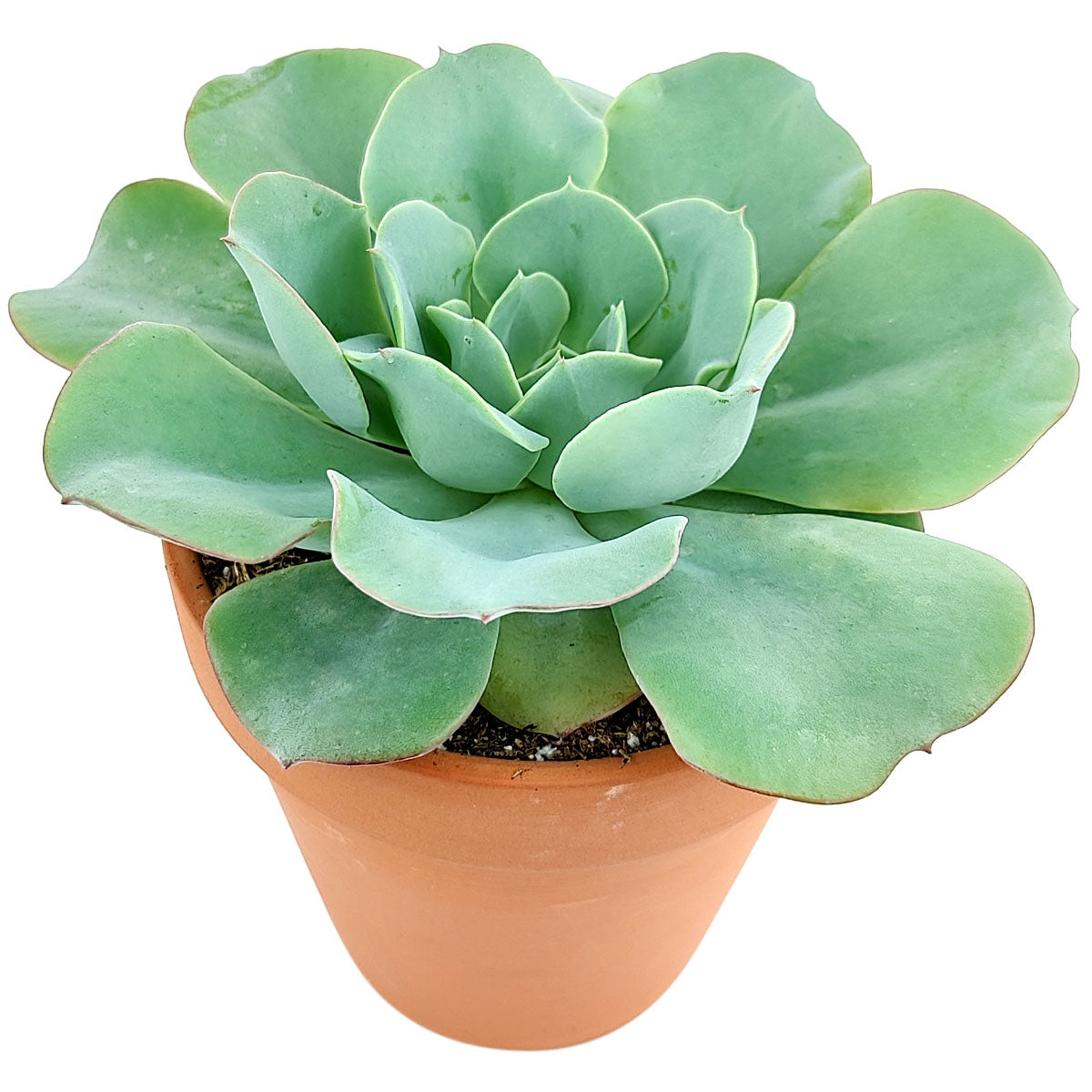 Echeveria Atlantis Succulent