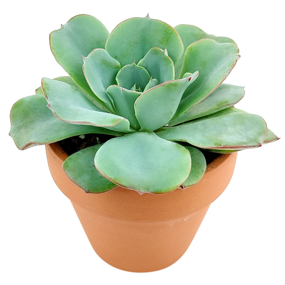 Echeveria Atlantis Succulent