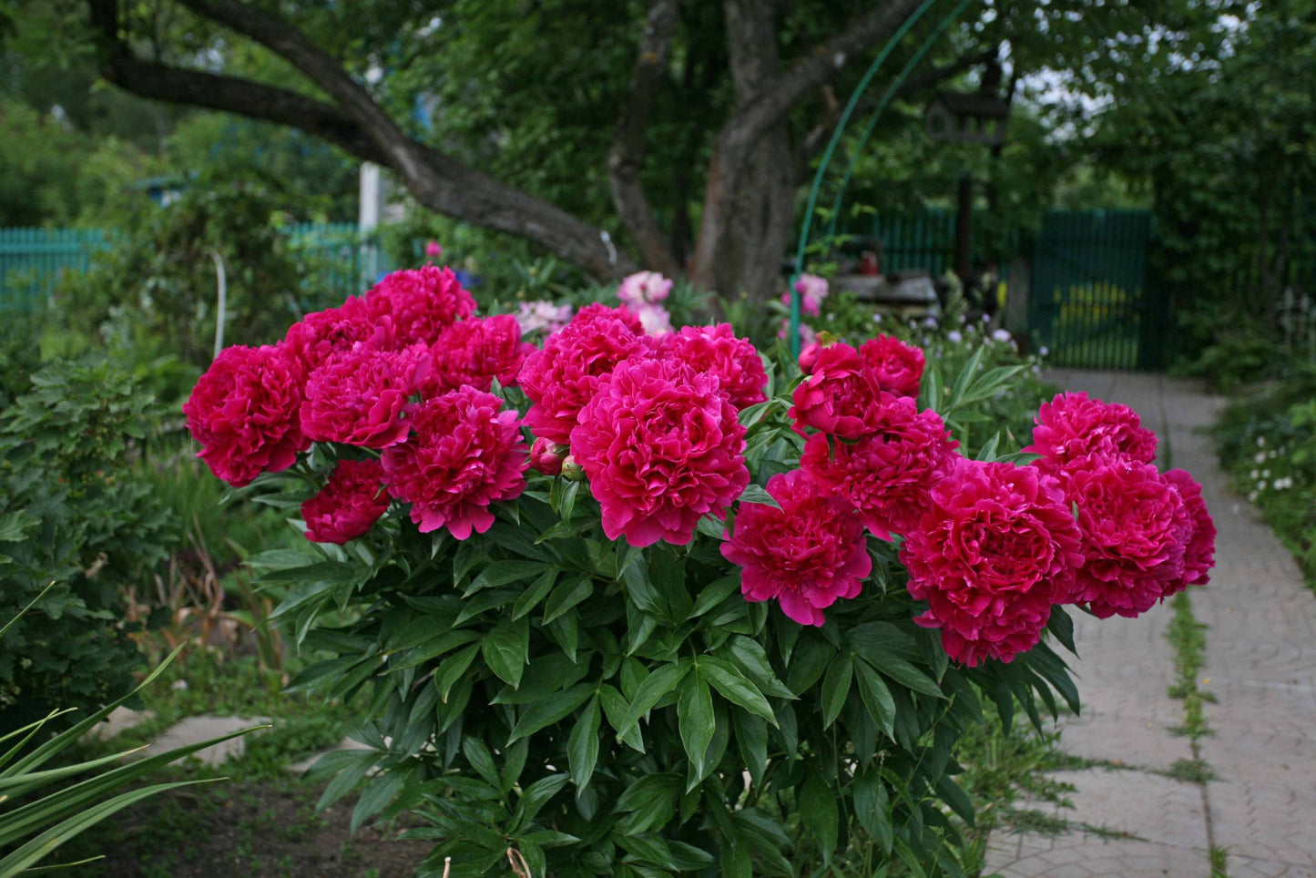 Peony 'Felix Krause'