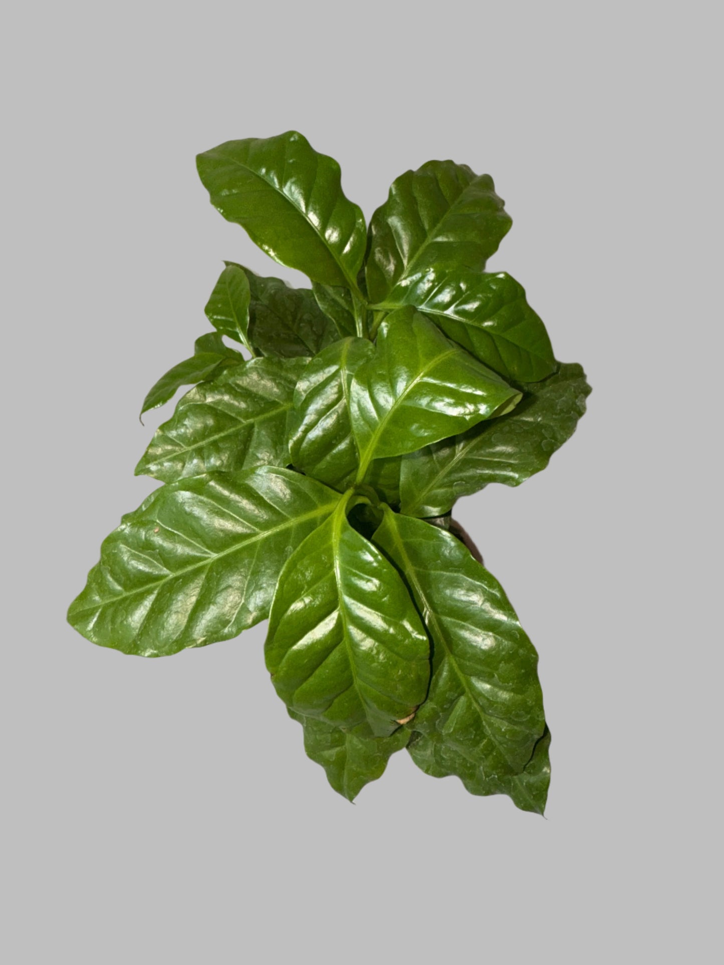 Arabica Coffee Plant - Indoor Tropical Plant - Easy Care - Container Growing - Organic Gardening - Easy to Grow