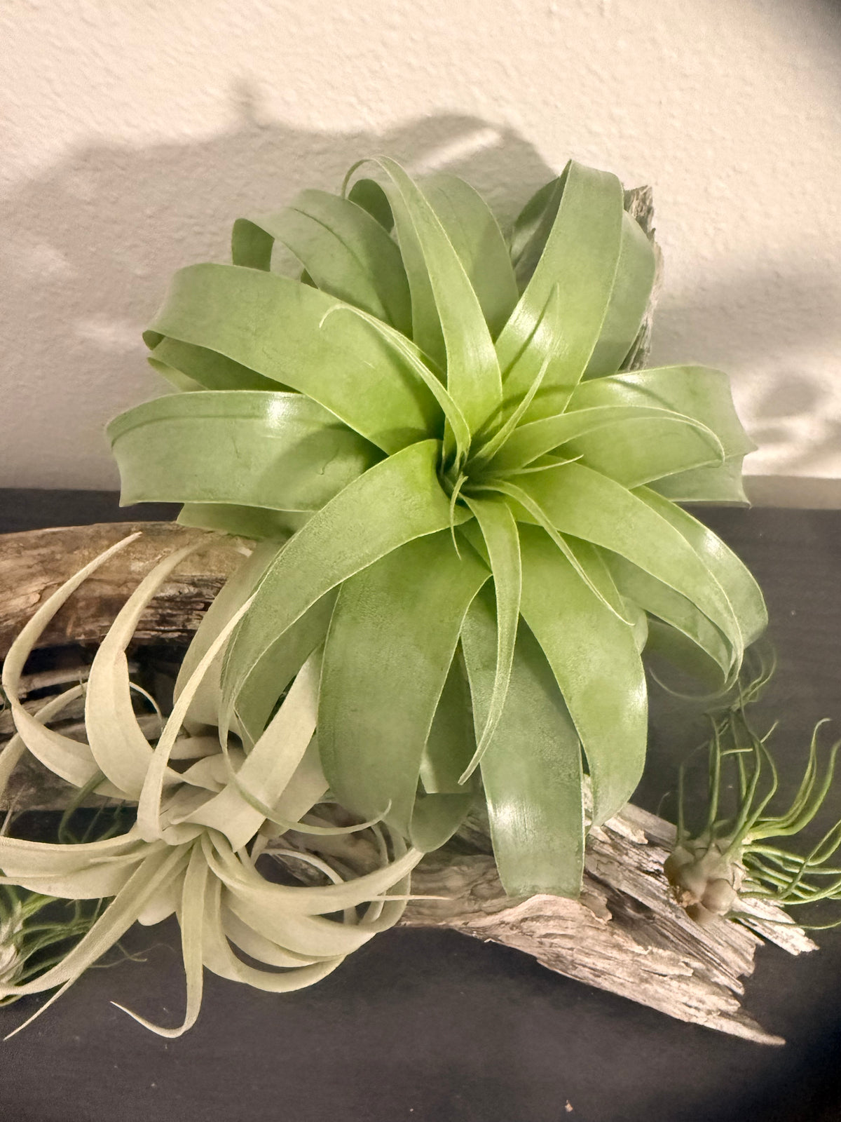 Samantha - Tillandsia 'Samantha' - Rare Hybrid Air Plant - No Soil Plant - Low Light Tolerant - indoor air plant - bromeliad -rare Tillandsia