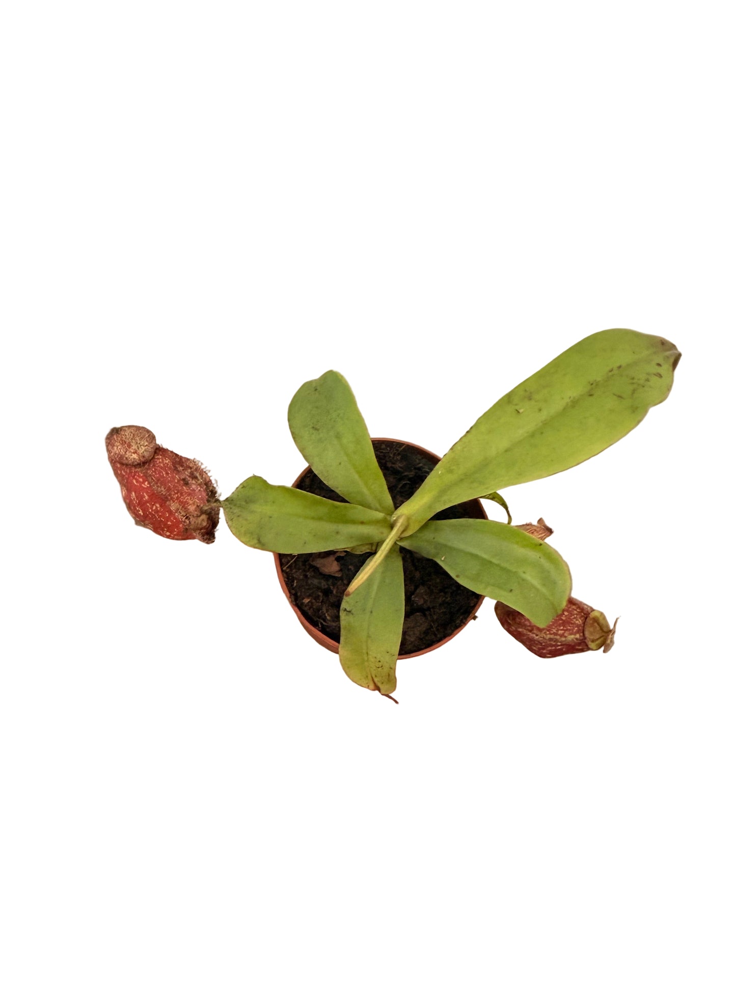 Mix of Carnivorous Live Plants - Low-Maintenance - Sundew - Sarracenia - Nepanthes - Insect-eating Plants - Terrarium Carnivorous Plants