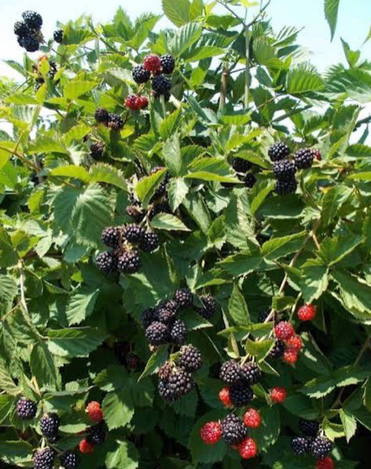 Triple Crown Thornless Blackberry