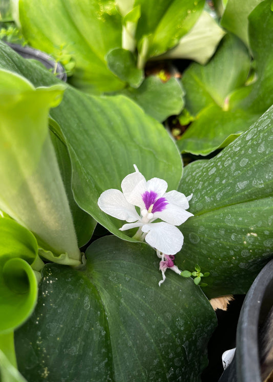 Kaempferia galanga