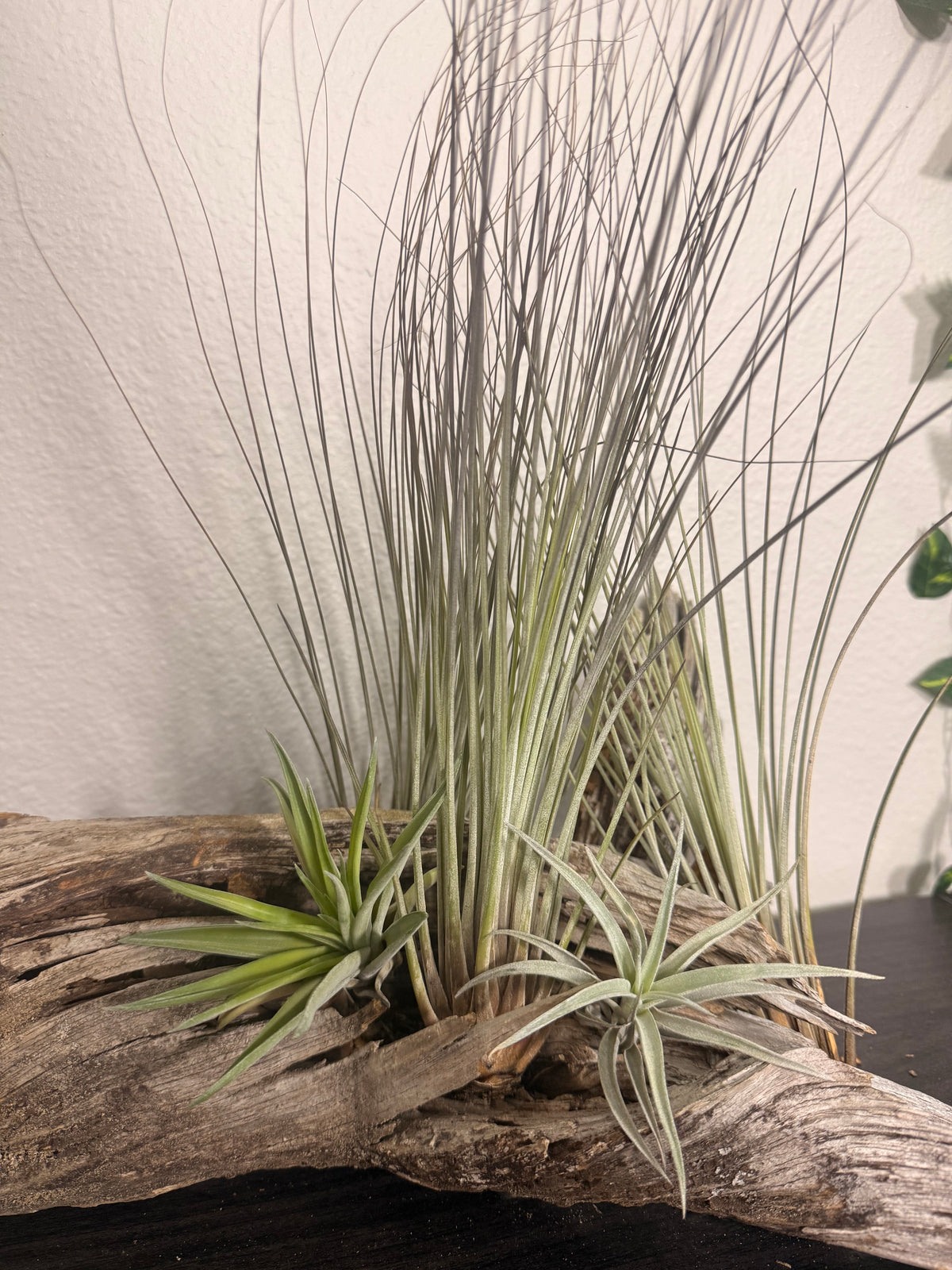 Tillandsia Juncea 3 Pack Air Plants - 7 to 10 Inches - Long Grass Air Plants - Easy Maintenance - Large Leaf Air Plant - Indoor Houseplant - Tropical