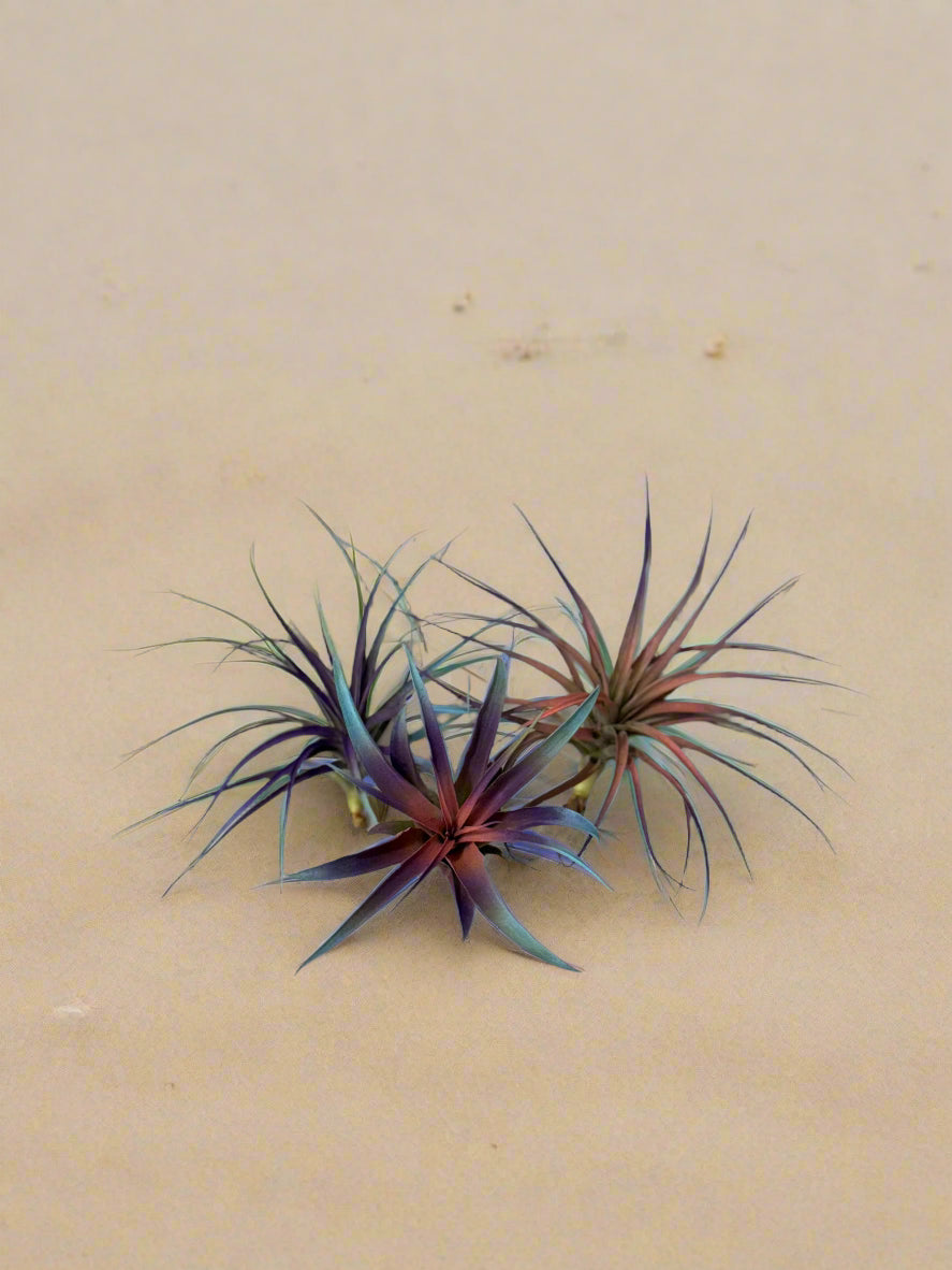 3 Pack Summer 2025 Air Plants - Air Purifying - No Dirt Needed - Air Plant - Easy Care Indoor Plant - Colorful Decoration Plant