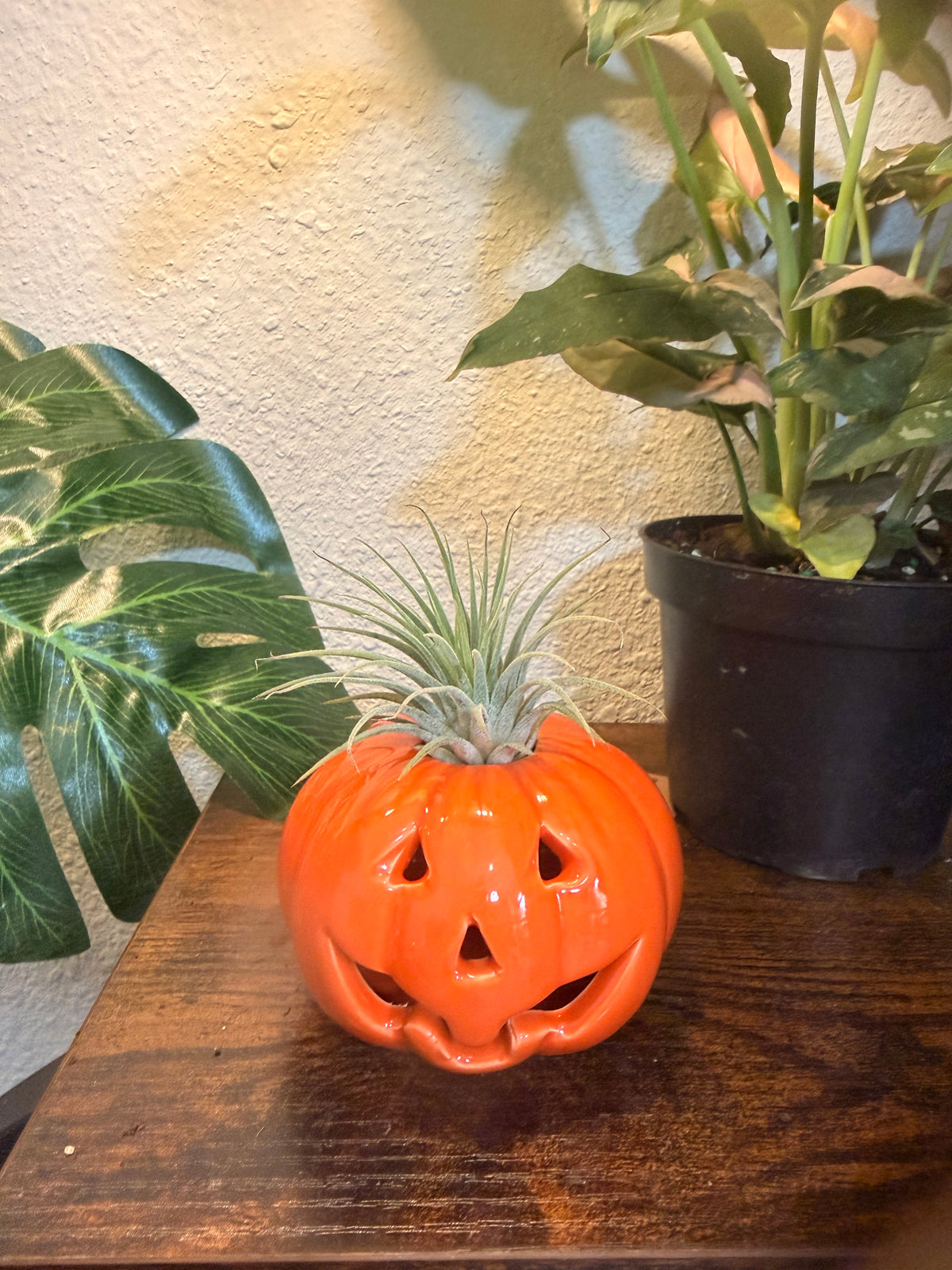Halloween Ceramic Pumpkin with Live Medium Air Plant - Office Decor - Fall Theme Plant Decor - Air Plant Holder - Halloween Decor - Medium Live Air Plant