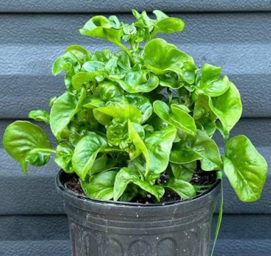 Brazilian Spinach Edible Spinach Plant