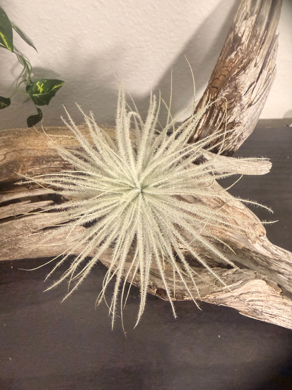 Tillandsia Tectorum - 3 to 4 Inches - Fuzzy Air Plant - Silver and White Air Plant - No Soil Plant - Bright to Moderate Indirect Light