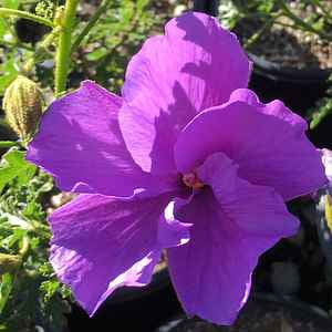 ‘Santa Cruz’ Blue Hibiscus (1 Gal.)