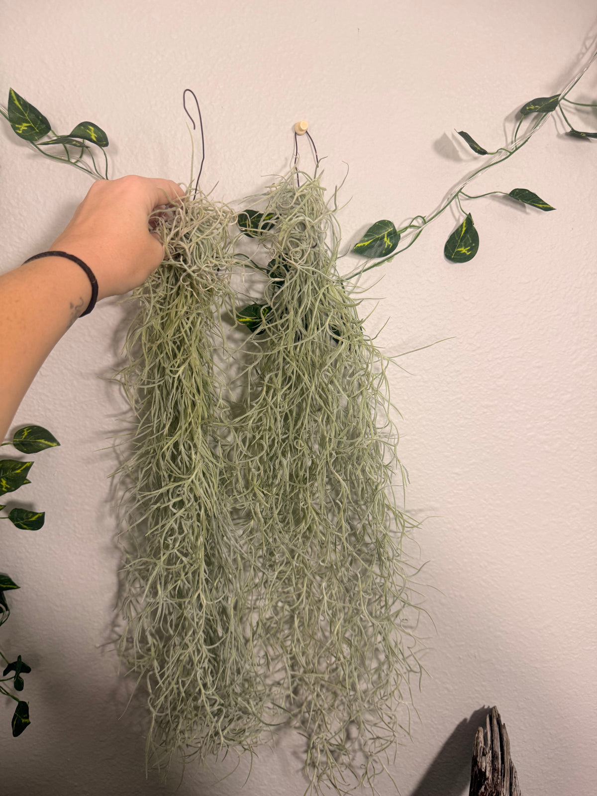Usenoides 2 Pack - Tropical Moss Air Plant - Silvery Green - Soft Velvet Like Texture - Live Air Plant - Low Maitanance  - Indoor House Plant
