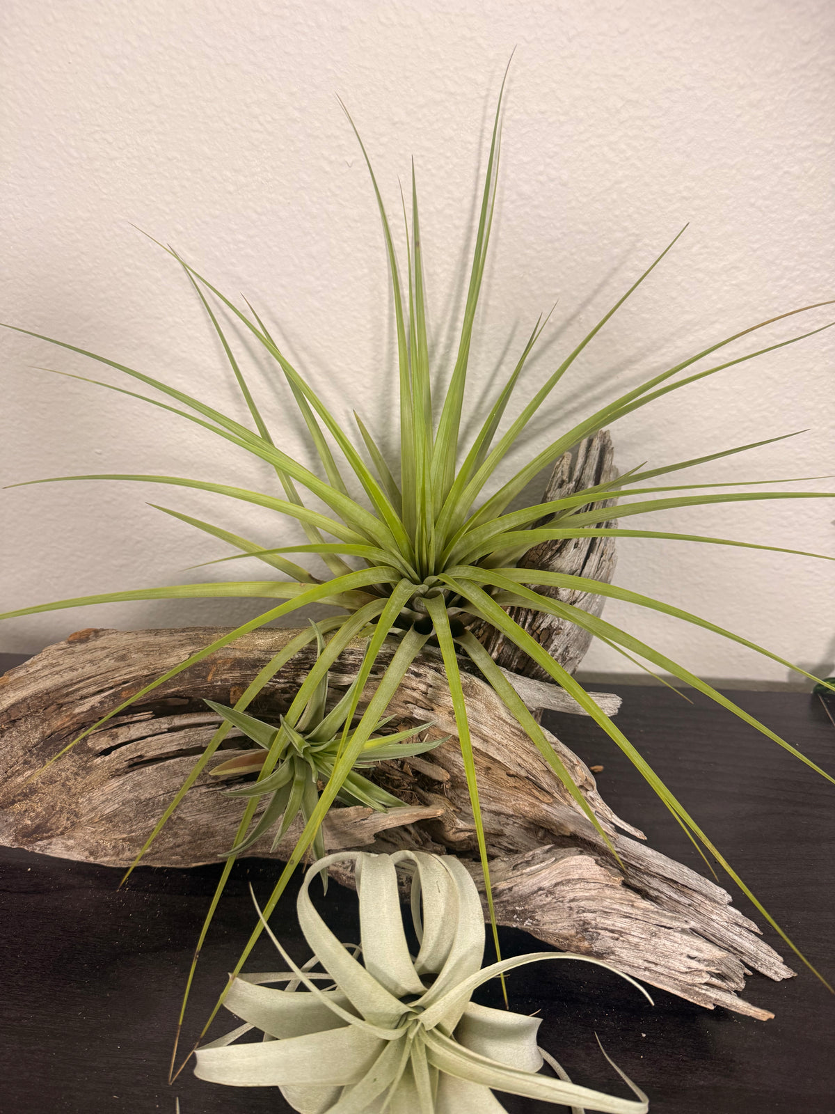Fasciculata - 7 to 9 Inches - Long Striking Leaves - Tropical Indoor Houseplant - Bright Light - Large Air Plant - Easy Care