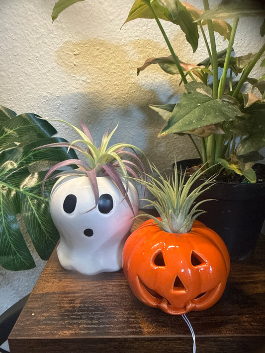 Halloween Ghost and Pumpkin Duo with Live Air Plants - Office Decor - Fall Theme Plant Decor - Air Plant Holder - Halloween Decor - Medium Live Air Plant - Ionantha - Harrissi