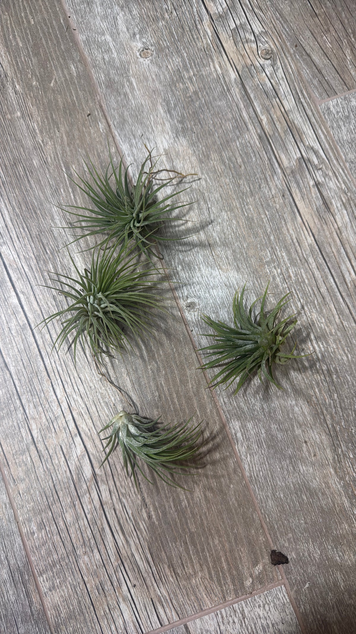 Ionantha Small Plant Variety Pack - Set of 5 Plants - Easy Care Indoor Plants - Low Light Plants - Beginner Friendly Plants - Fast Shipping - Live Air Plants Bundle