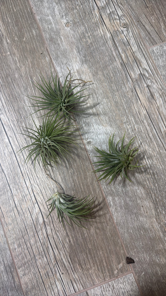 Ionantha Small Plant Variety Pack - Set of 5 Plants - Easy Care Indoor Plants - Low Light Plants - Beginner Friendly Plants - Fast Shipping - Live Air Plants Bundle