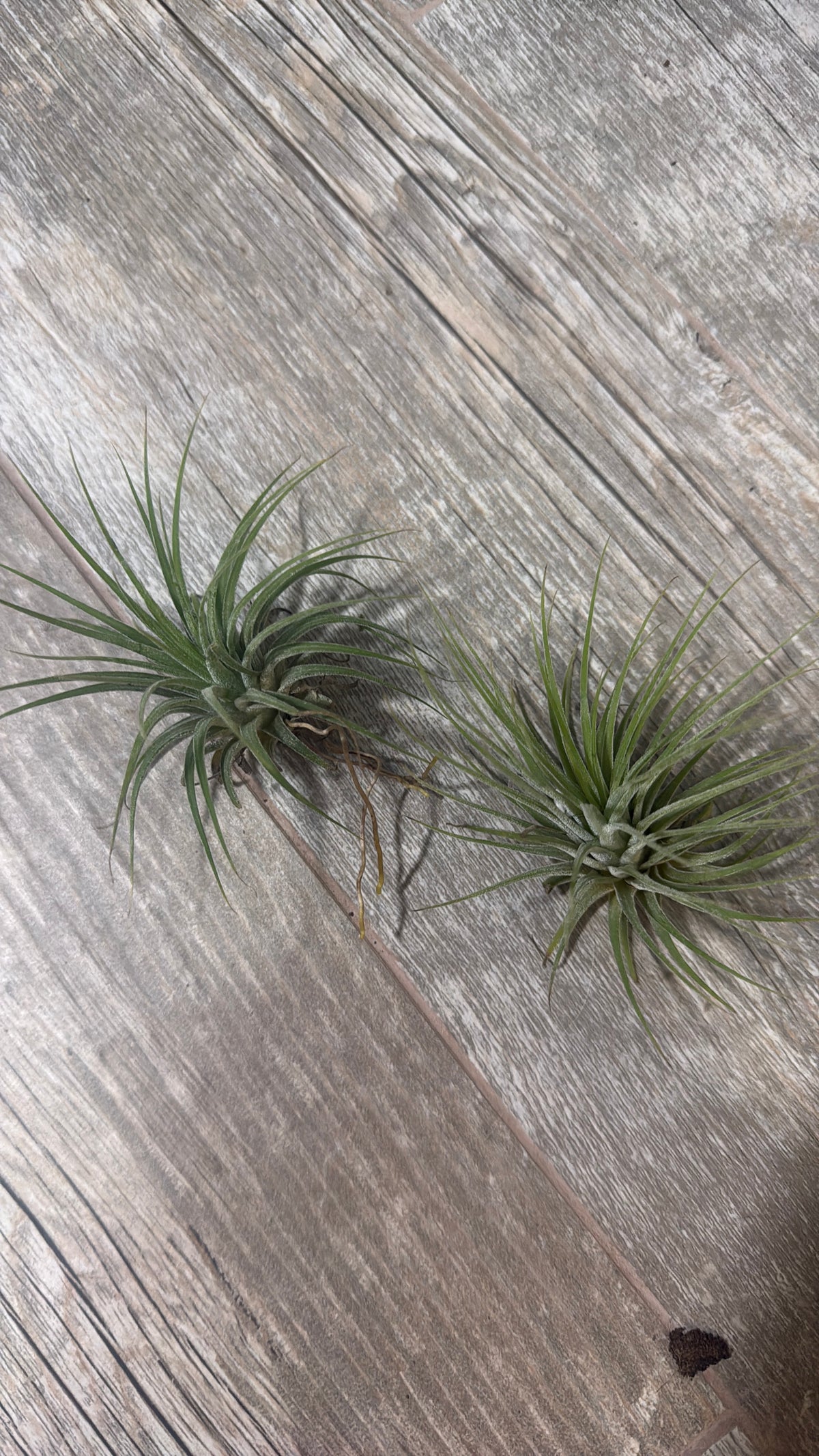Ionantha Small Plant Variety Pack - Set of 5 Plants - Easy Care Indoor Plants - Low Light Plants - Beginner Friendly Plants - Fast Shipping - Live Air Plants Bundle