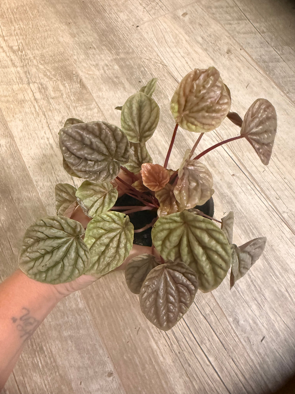 Peperomia 'Ripple Red' - Indoor Houseplant - Rich Red, Burgandy and Deep Green Foliage - Compact Growth Style - Textured Round Leaves - Easy Care and Low Maintenance Plant - Tropical Indoor