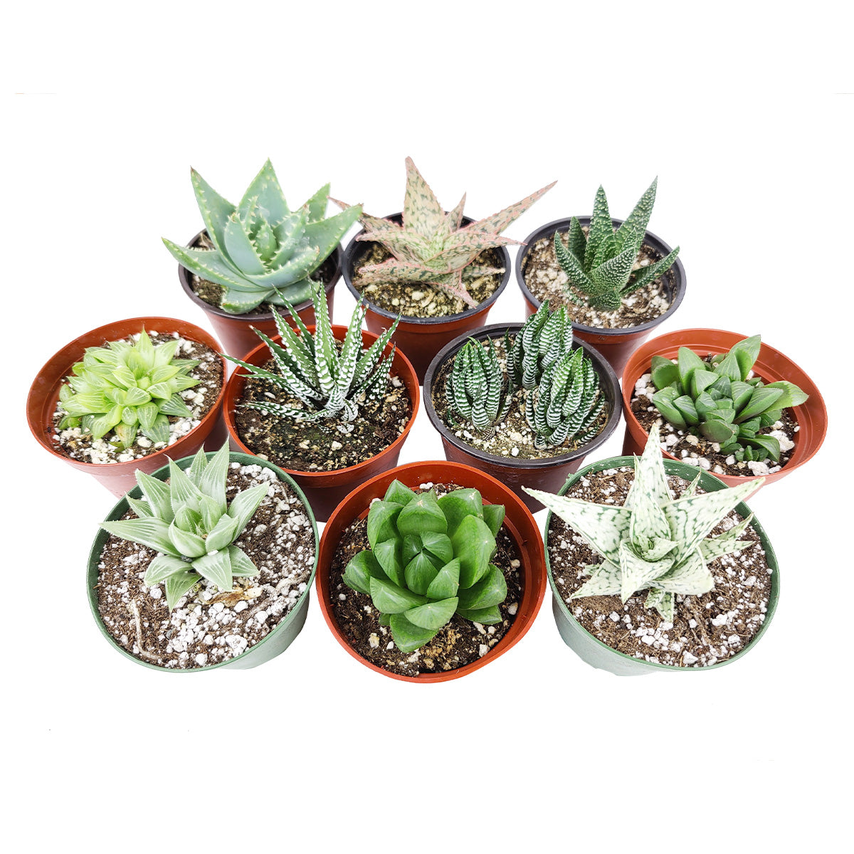 Haworthia/ Aloe/ Agave/ Gasteria Succulent 4" Pack