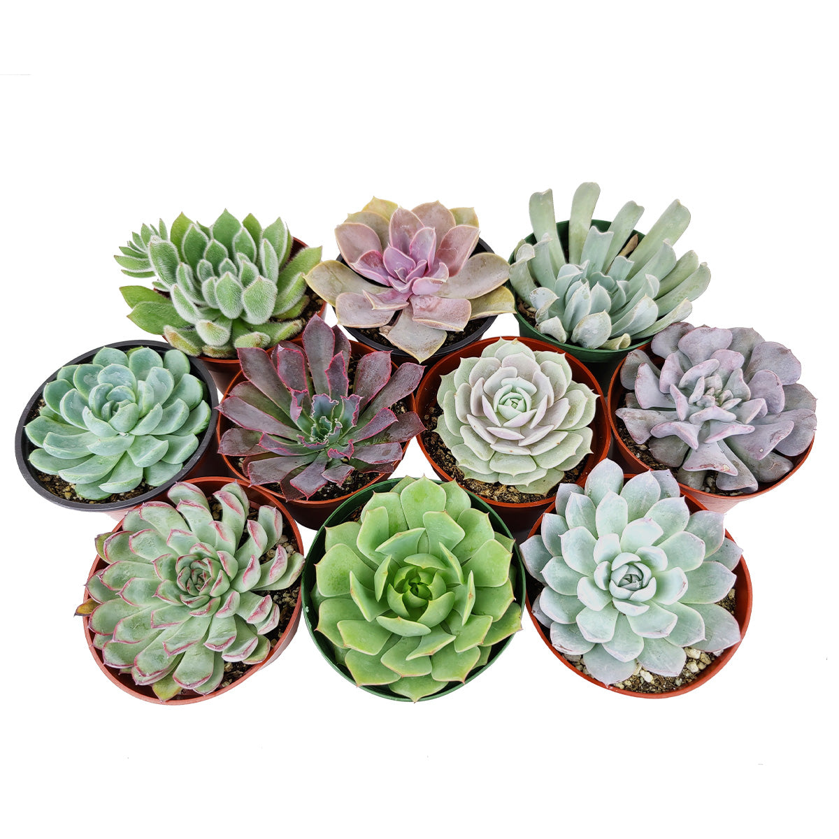 Echeveria Succulent 4" Pack