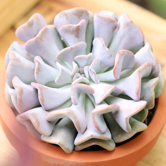 Echeveria Cubic Frost