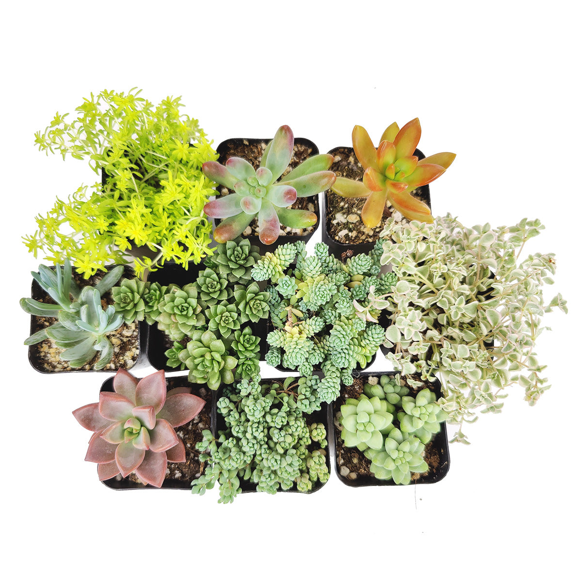 Sedum Succulent Pack