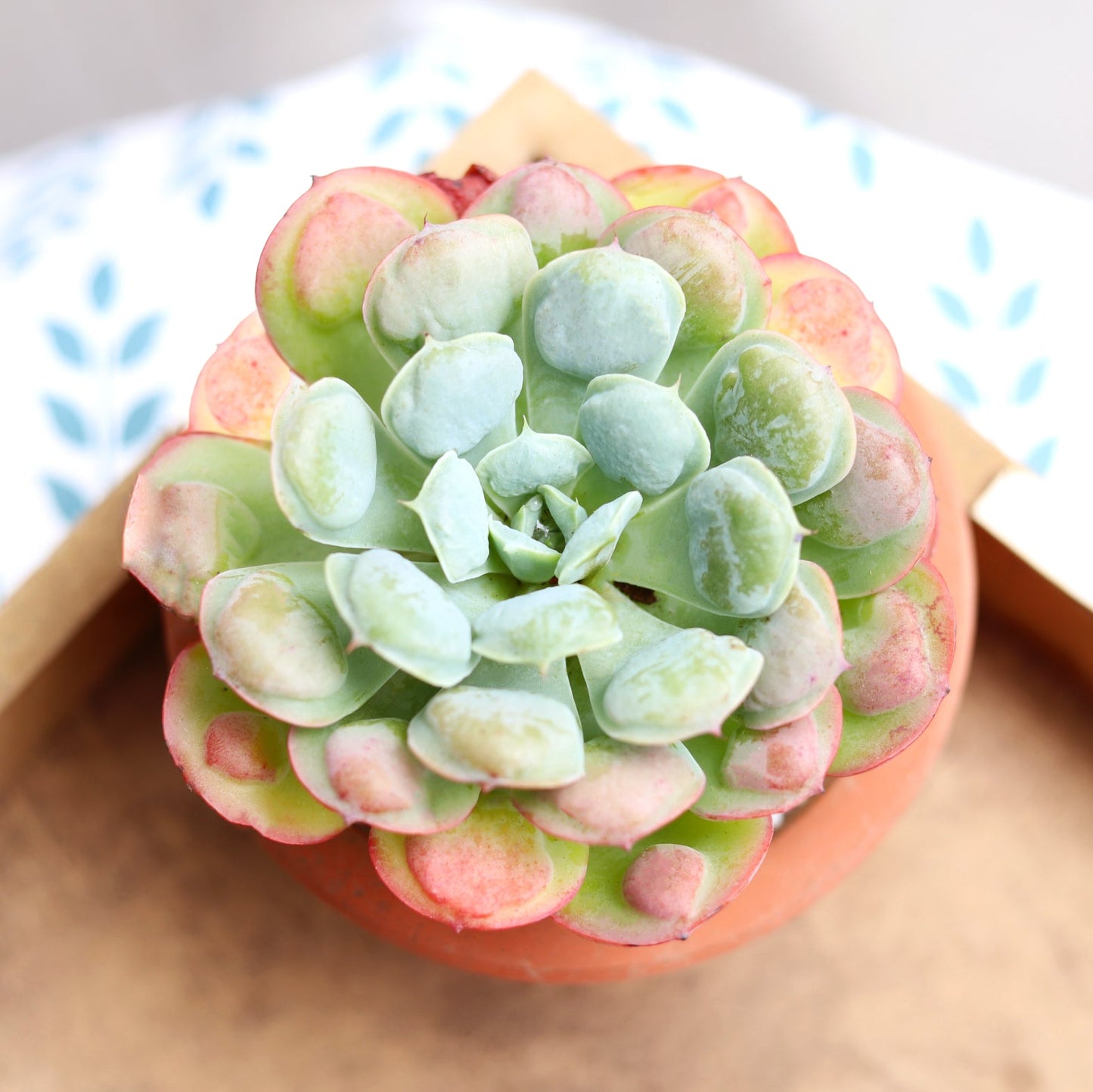 Echeveria Raindrops Succulent