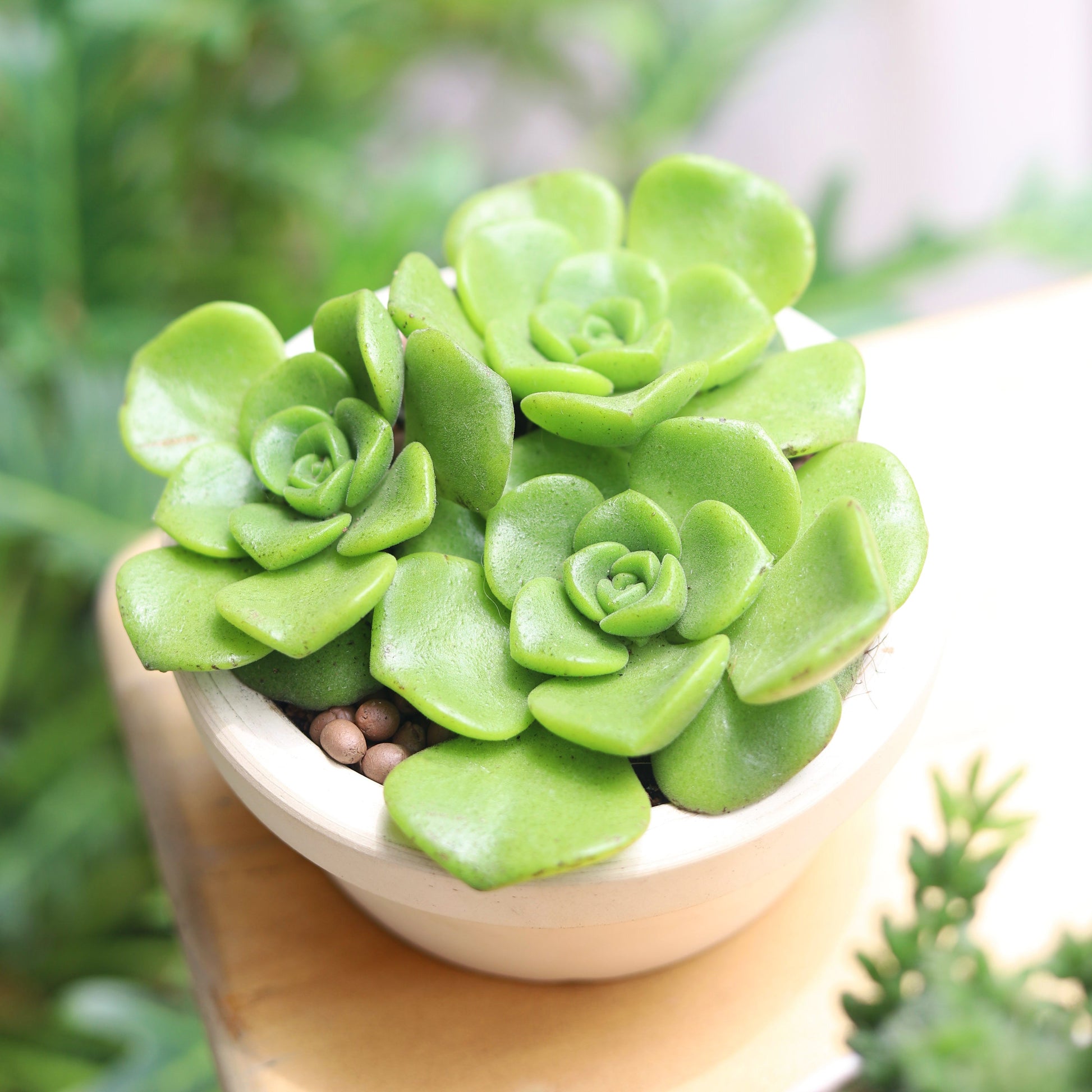 tall rosette succulent Aeonium Lily Pad Succulent with Care Guide