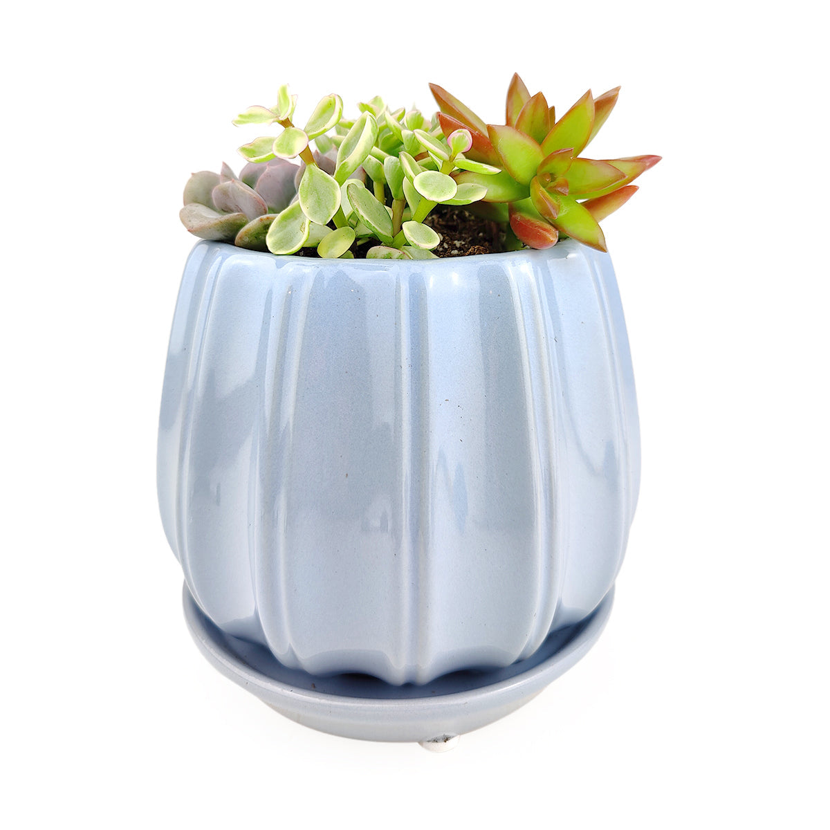Succulent Arrangement in Blue Ceramic Contour Planter