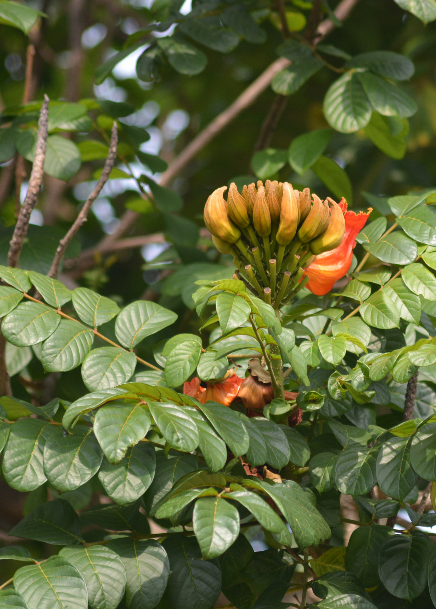 African Tulip Tree, Jamaican Donkey Pee Pee  (Spathodea campanulata)