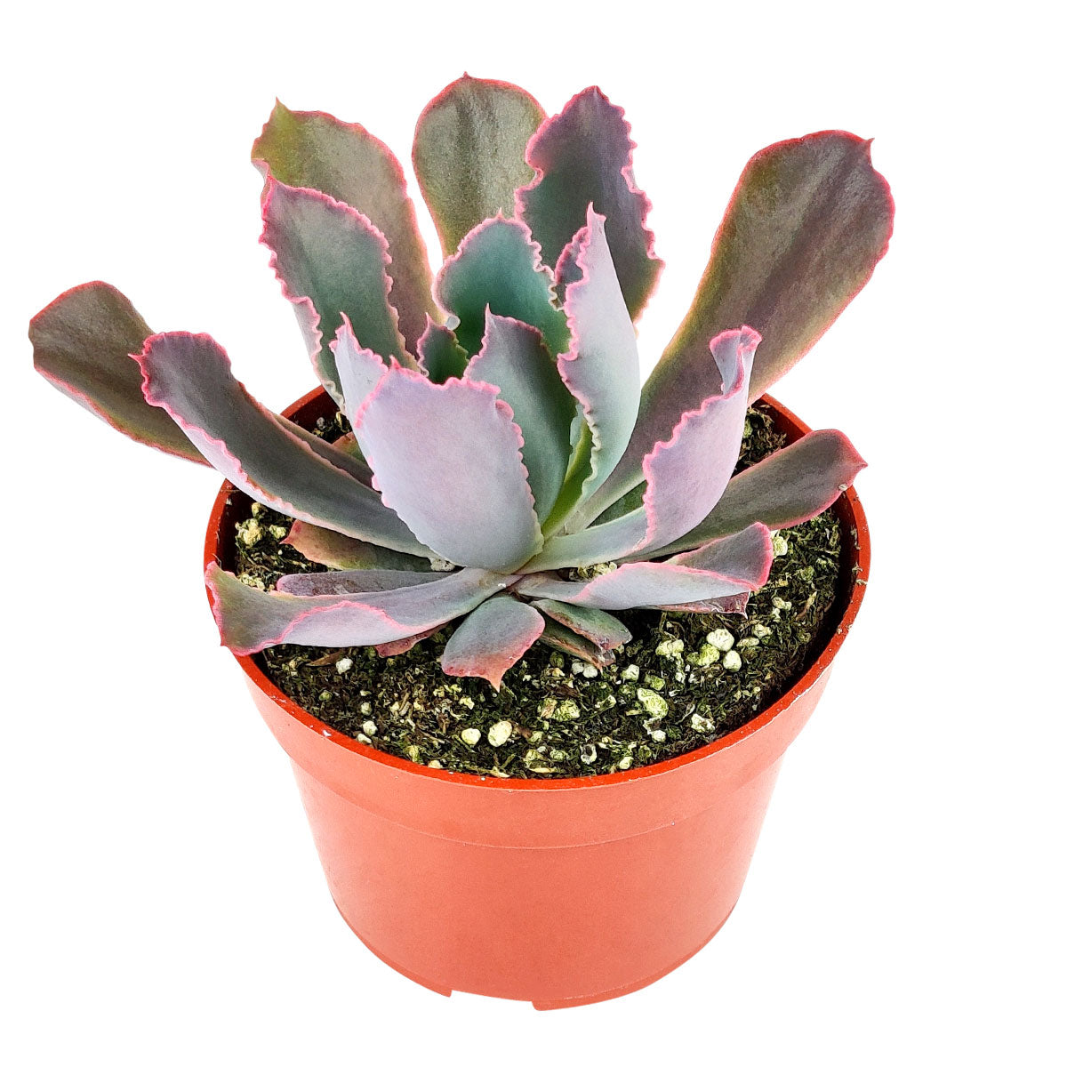 Echeveria Neon Breaker