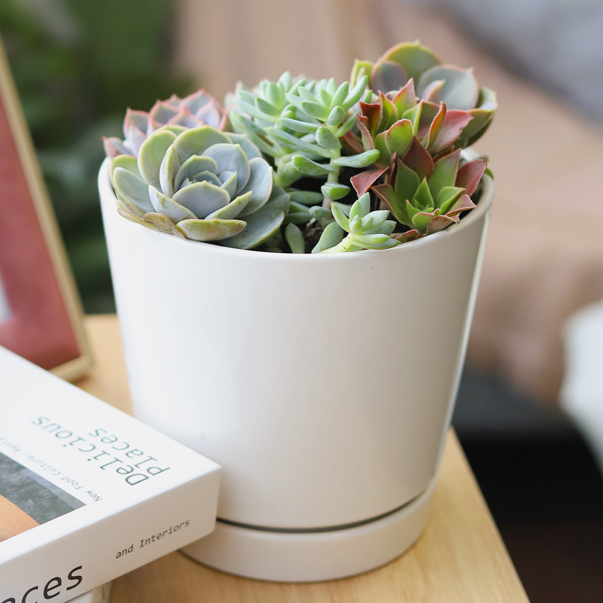 Succulent Arrangement in White Minimalist Planter