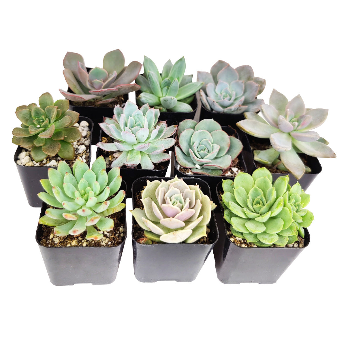 Echeveria Succulent 2" Pack