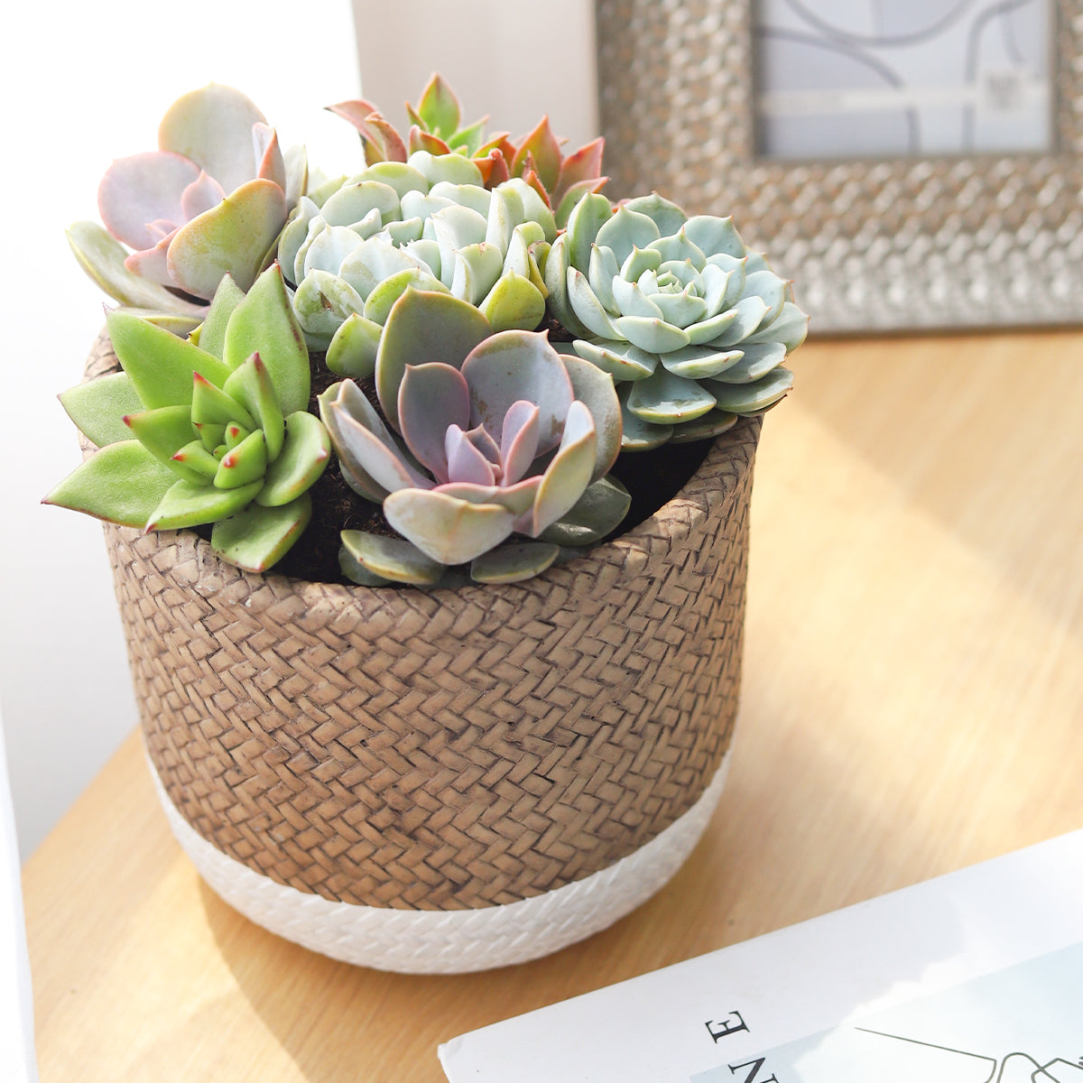 Succulent Arrangement in White & Nature Reed Cement Planter