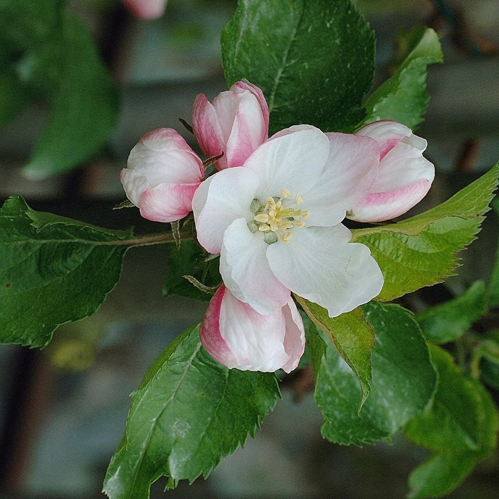 Apple Tree 'Cortland' (Zones 4 to 6)