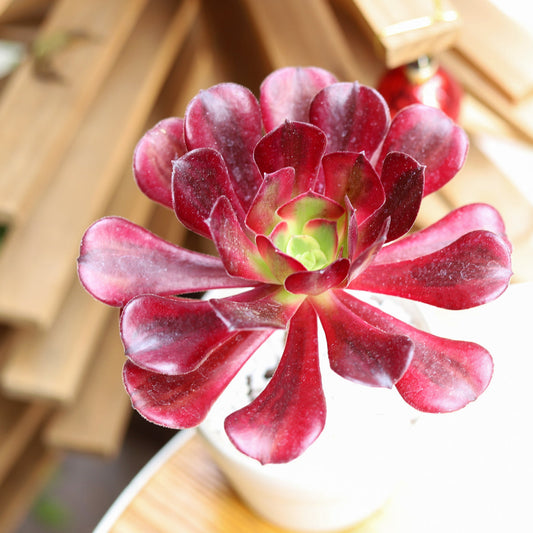 Aeonium Mardi Gras Rosettes