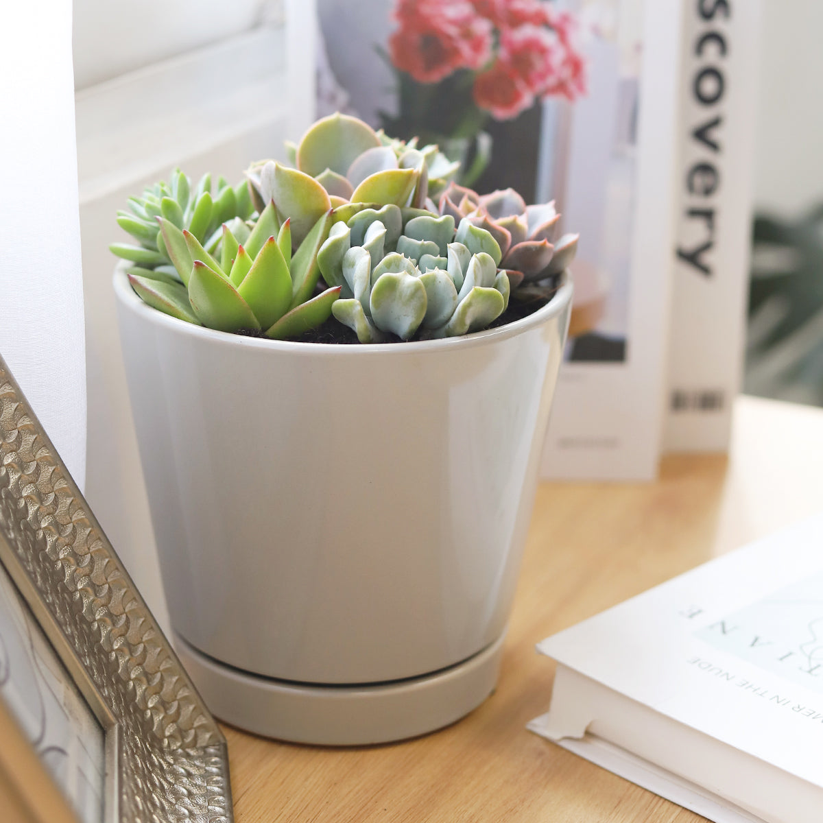 Succulent Arrangement in Grey Minimalist Planter