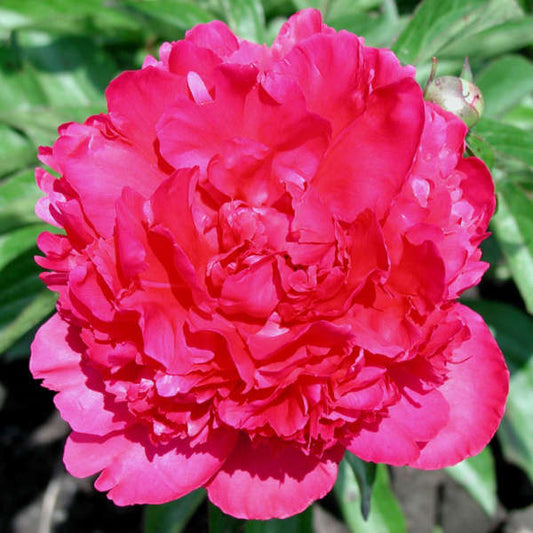 Peony 'Felix Krause'