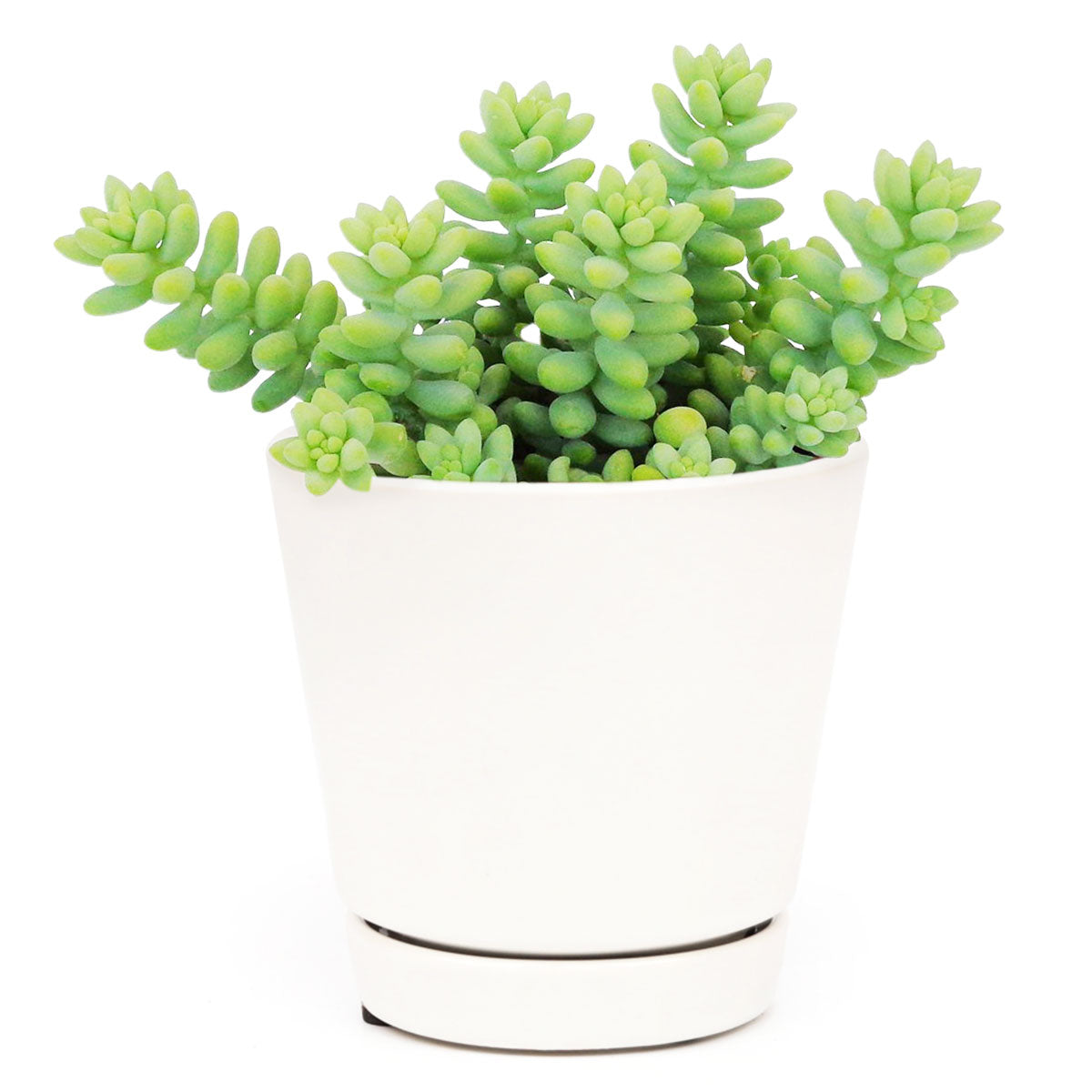 Sedum Donkey's Tail Succulent