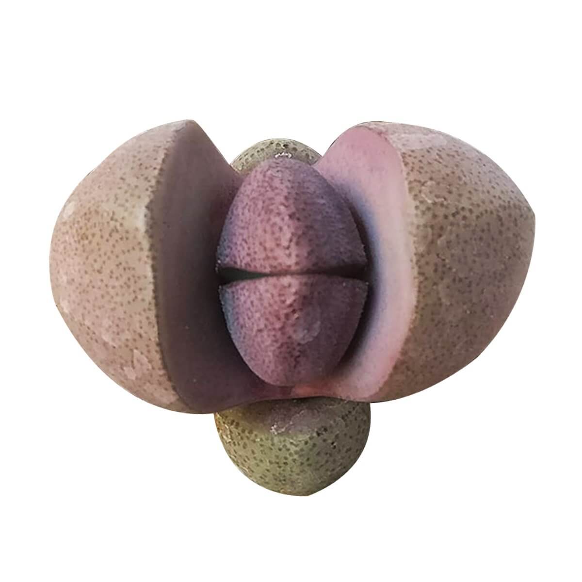 Royal Flush Succulent Purple Split Rock Cactus
