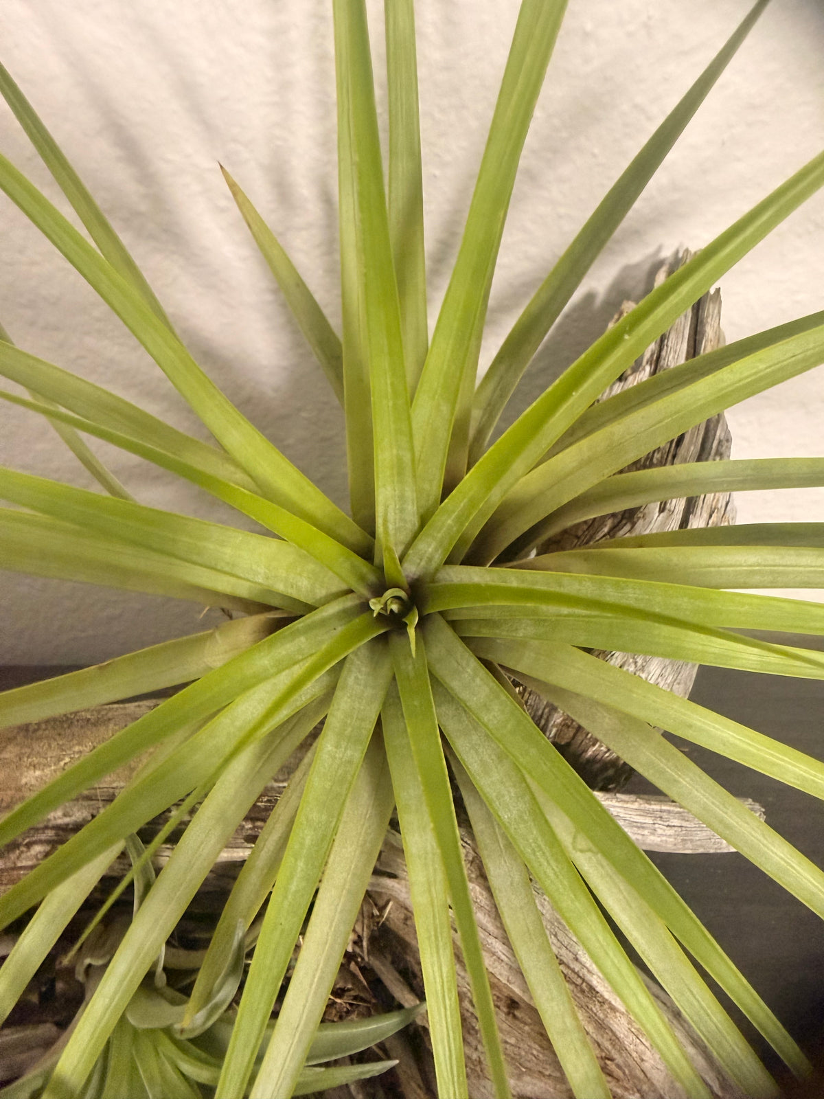 Fasciculata - 7 to 9 Inches - Long Striking Leaves - Tropical Indoor Houseplant - Bright Light - Large Air Plant - Easy Care