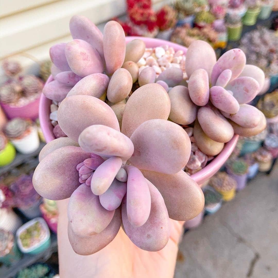 Moonstones Pachyphytum