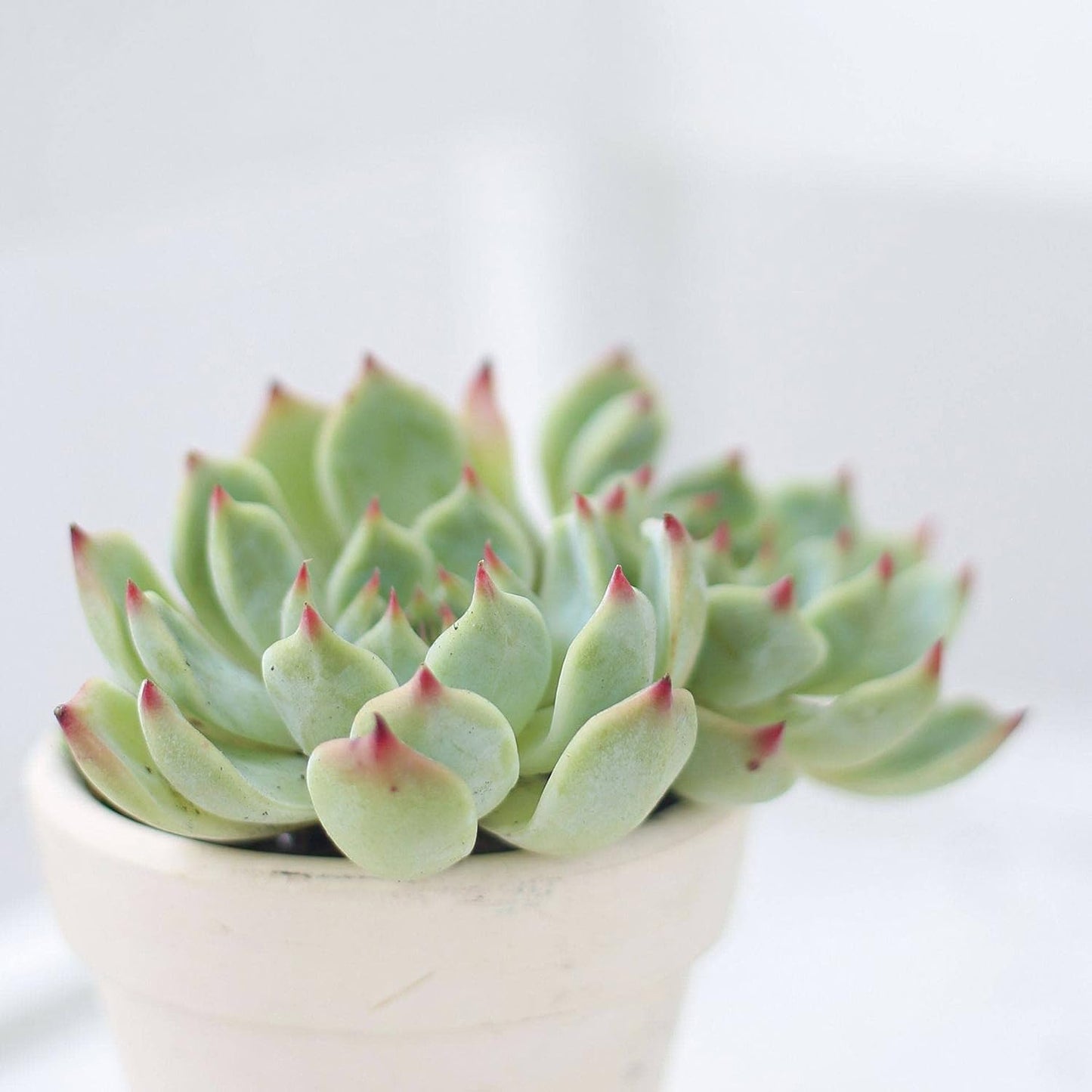 Echeveria Tippy Pink Succulent