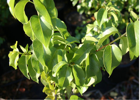 Catalina Cherry (1 Gal.)