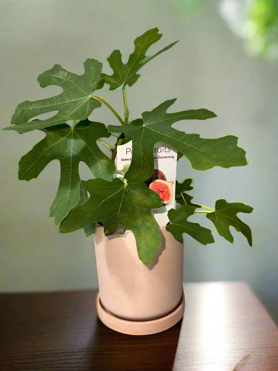 Chicago Hardy Fig - Ficus carica - Cold Hardy - Zones 6 to 10 - Easy to Grow - Compact Fruit Tree - Organic Container Gardening