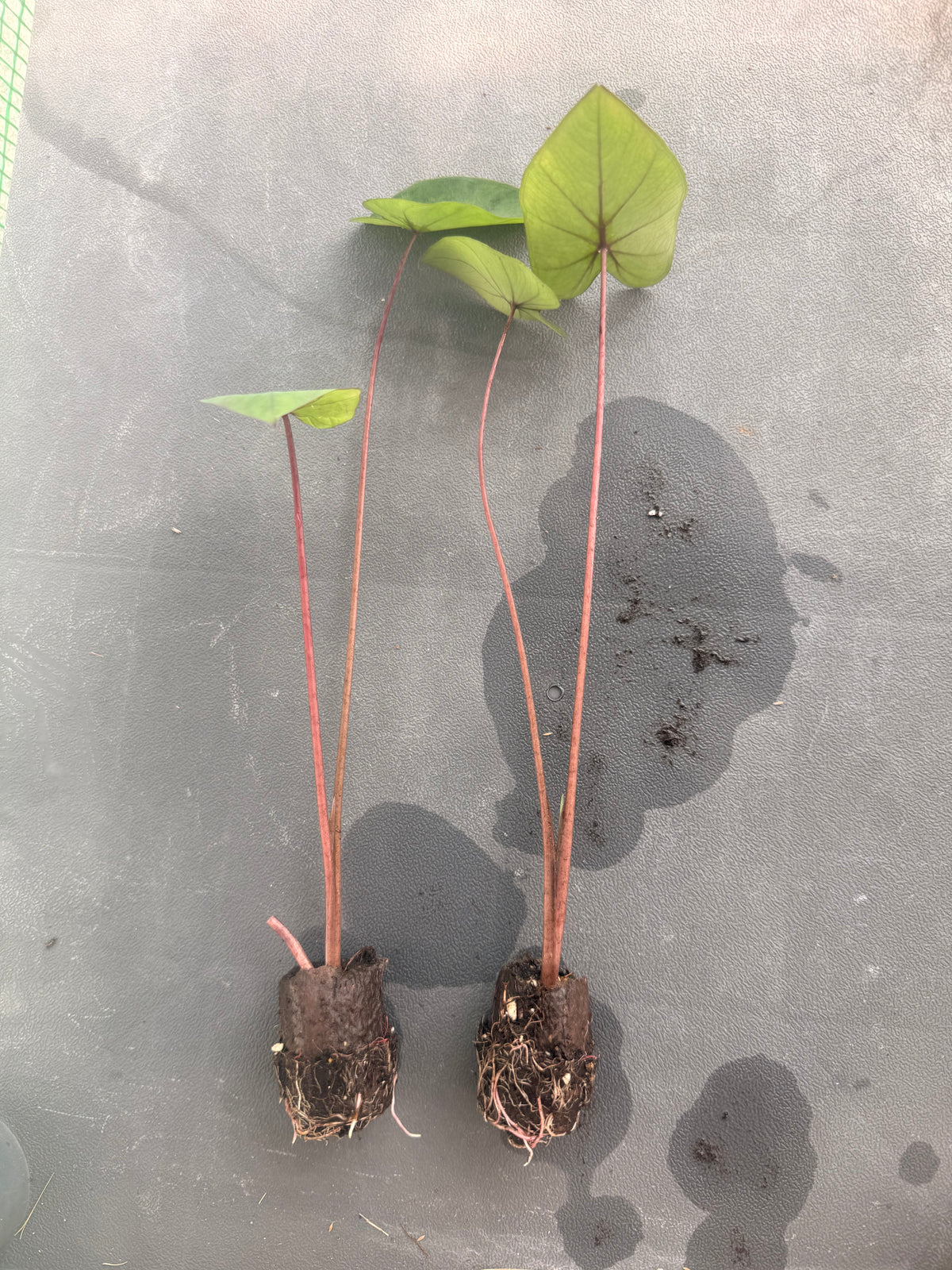 Garden Plugs