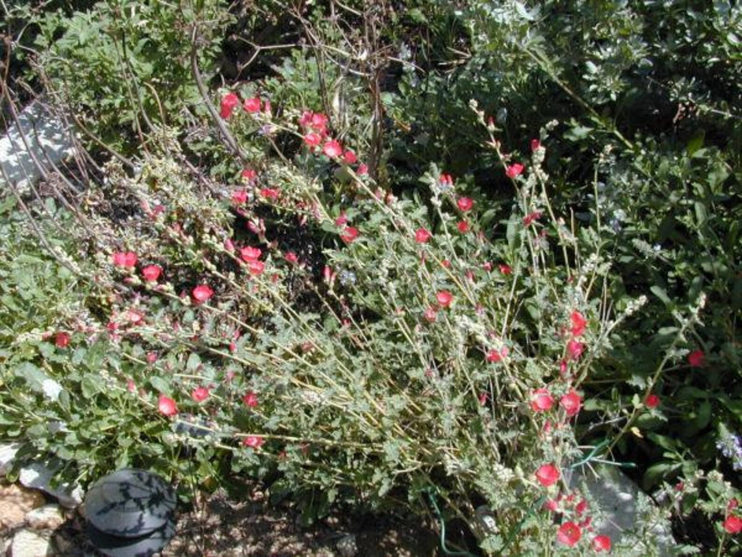 ‘Louis Hamilton' Apricot Mallow