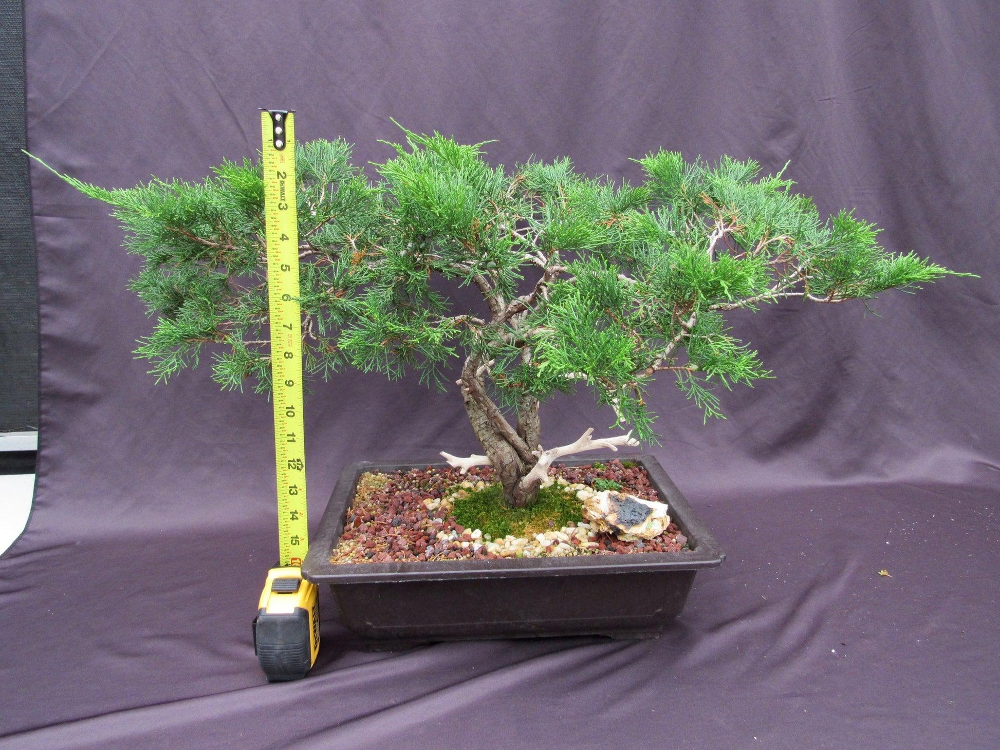 bonsai trees 1.12 2 66-Year-Old Savin Juniper Bonsai