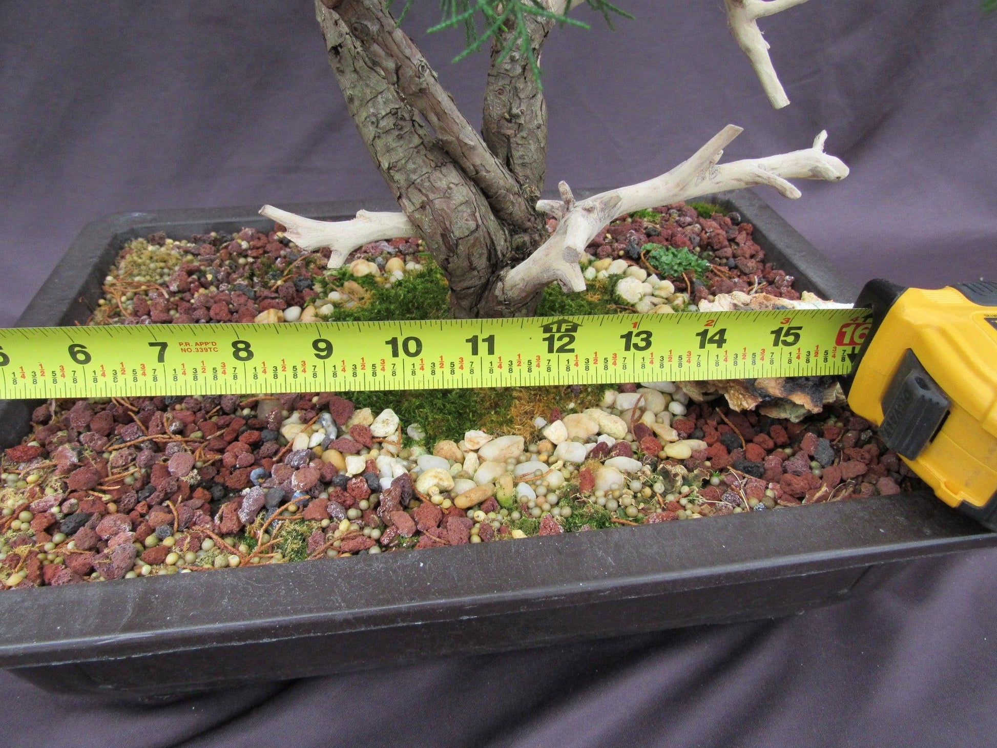 old juniper bonsai tree 66-Year-Old Savin Juniper Bonsai